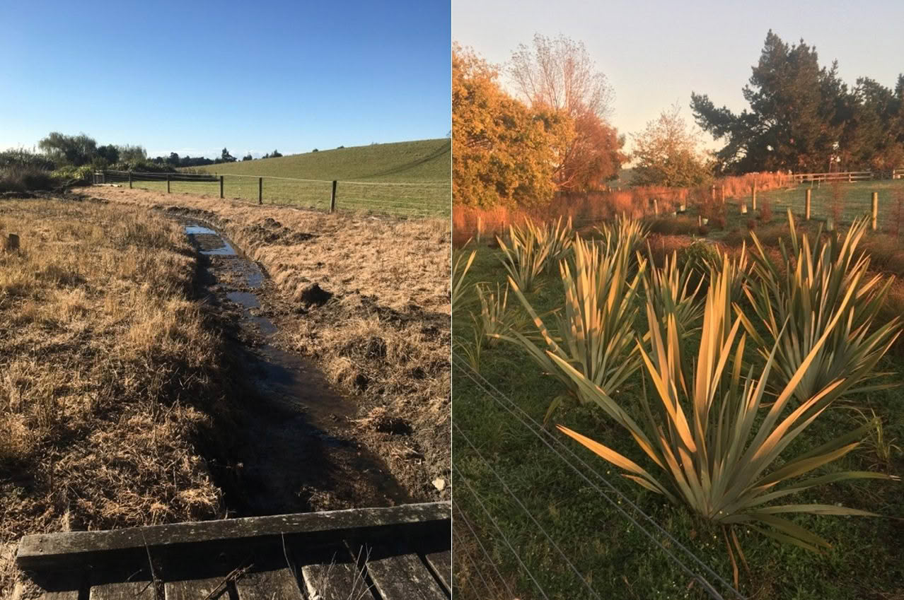 A barren strip of non-agrigrable land transformed into a riparian native planting.